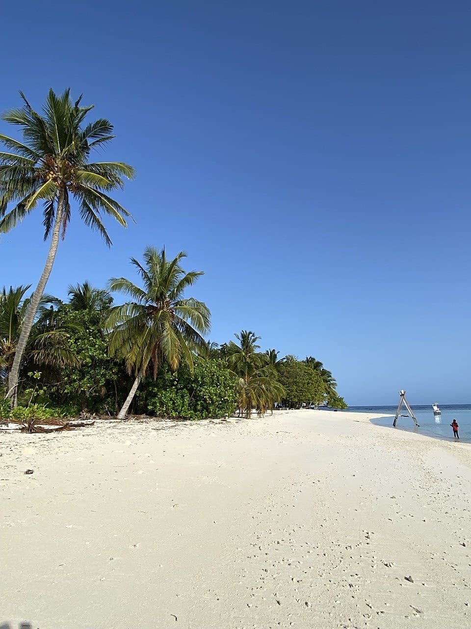 Coconut palms leaning over a quiet white-sand beach beside a turquoise lagoon